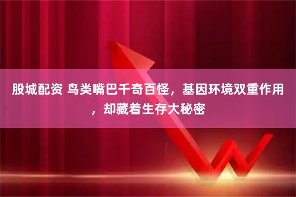 股城配资 鸟类嘴巴千奇百怪，基因环境双重作用，却藏着生存大秘密